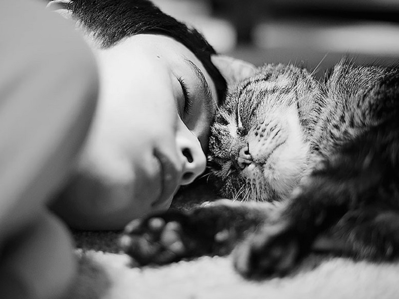 Кототерапия — полезные свойства котов