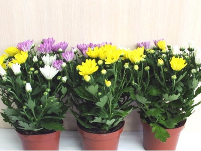 7 комнатных растений для чистого и свежего воздуха