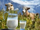 Андрей Головинов: «Молоко и молочные продукты в Аюрведе»