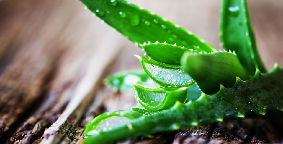 aloe