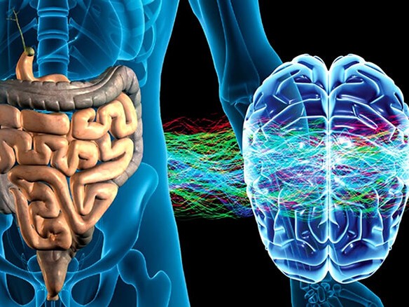 Микрофлора кишечника – главный регулятор мозга