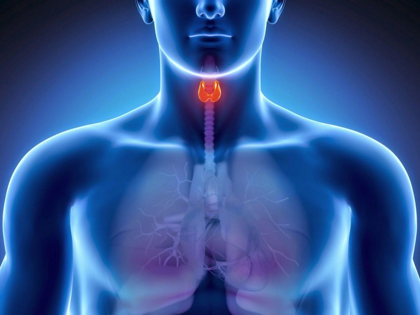 Аутоиммунные заболевания щитовидной железы: гипотиреоз и гипертиреоз с точки зрения Аюрведы
